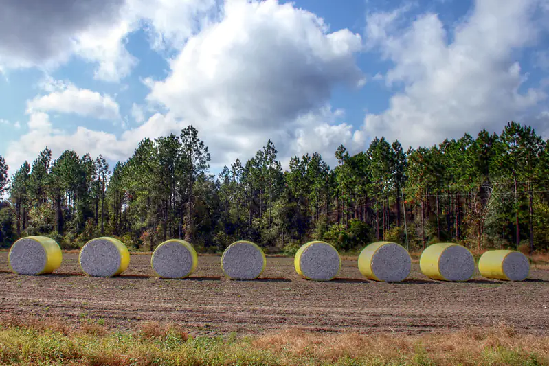 Cotton bales in a row by muffinn, licensed under CC BY 2.0 Cotton bales in a row by muffinn, licensed under CC BY 2.0