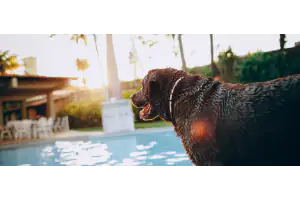 Dog by the swimming pool