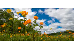 Spring flowers in a green field