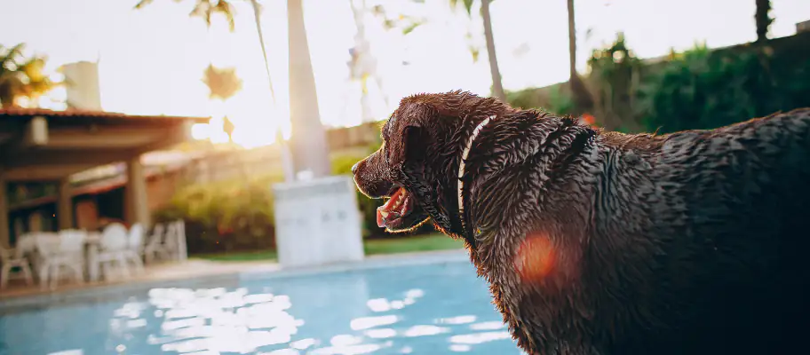How To Make Your Hotel Pet Friendly